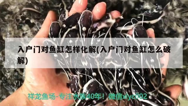 龍魚哪里進貨的好：如何辨別龍魚健康狀態