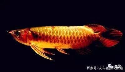 金龍魚(yú)綠底還是藍(lán)底好看：在討論金龍魚(yú)綠底與藍(lán)底的美觀時(shí)我們可以從以下幾個(gè)方面進(jìn)行分析