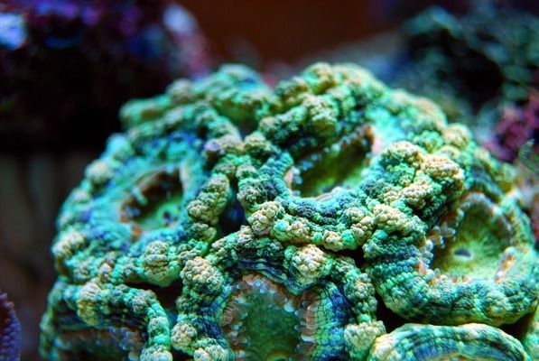 金龍魚有幾種顏色的魚是什么魚：金龍魚品種鑒別方法，金龍魚飼養技巧，