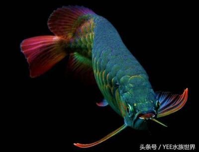 形狀像龍的魚