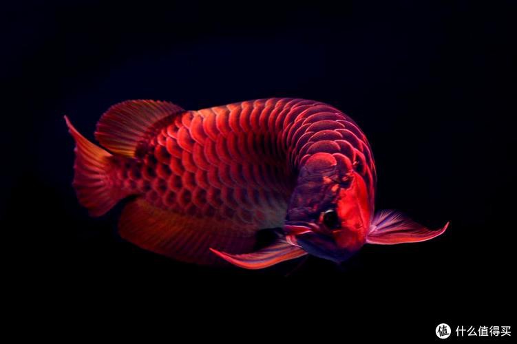 紅色金龍魚圖片整張圖片