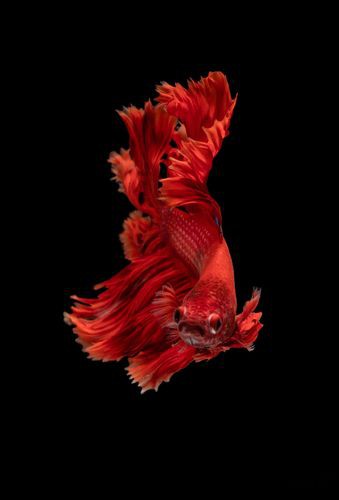 紅色金龍魚圖片整張圖片