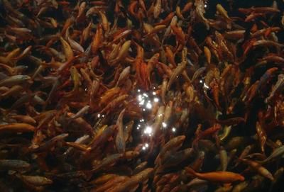 養龍魚最怕什么：養龍魚時需要注意的是水質和氣味對龍魚的影響