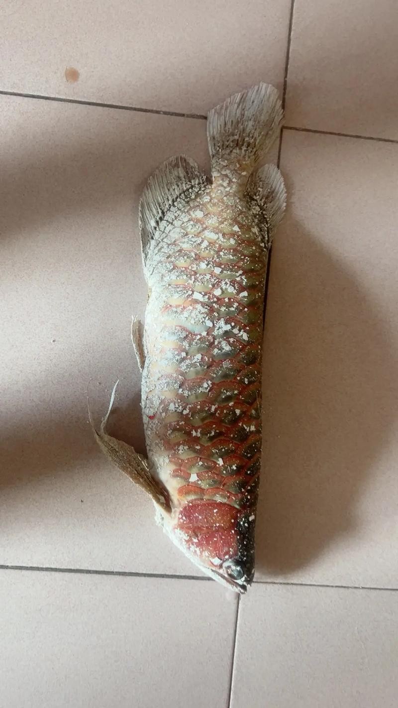 龍魚跳缸會摔死嗎圖片 龍魚百科 第9張 龍魚跳缸會摔死嗎圖片 龍魚跳缸會摔死嗎圖片 龍魚百科 第9張