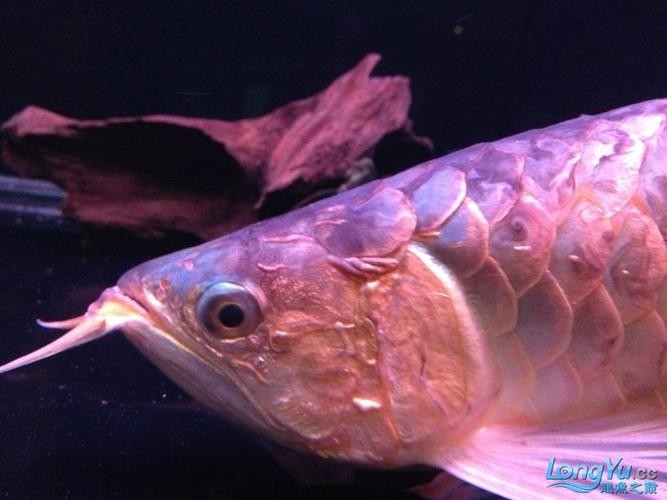 龍魚跳缸會摔死嗎圖片 龍魚百科 第18張 龍魚跳缸會摔死嗎圖片 龍魚跳缸會摔死嗎圖片 龍魚百科 第18張