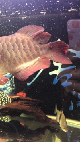 龍魚跳缸會摔死嗎圖片 龍魚百科 第17張 龍魚跳缸會摔死嗎圖片 龍魚跳缸會摔死嗎圖片 龍魚百科 第17張