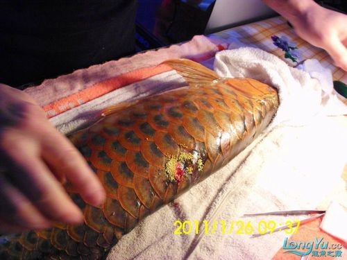 龍魚跳缸會摔死嗎圖片 龍魚百科 第21張 龍魚跳缸會摔死嗎圖片 龍魚跳缸會摔死嗎圖片 龍魚百科 第21張