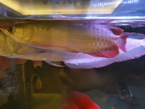 龍魚跳缸會摔死嗎圖片 龍魚百科 第11張 龍魚跳缸會摔死嗎圖片 龍魚跳缸會摔死嗎圖片 龍魚百科 第11張