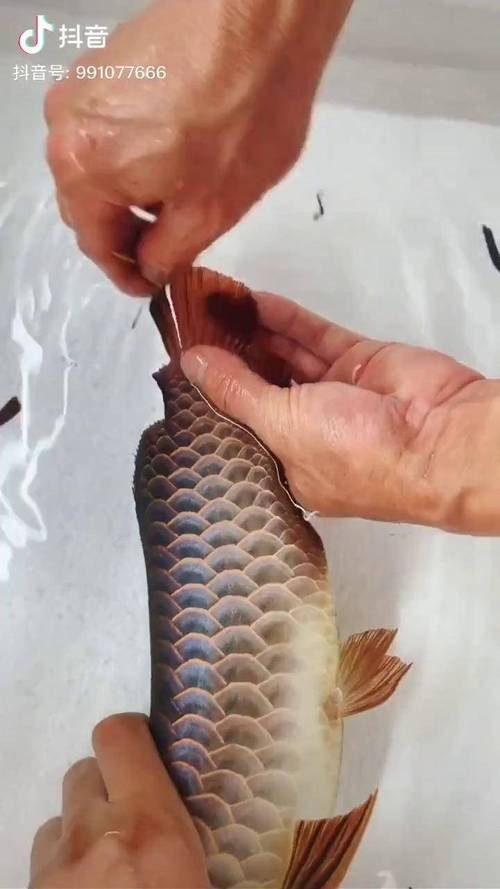 龍魚跳缸會摔死嗎圖片 龍魚百科 第12張 龍魚跳缸會摔死嗎圖片 龍魚跳缸會摔死嗎圖片 龍魚百科 第12張