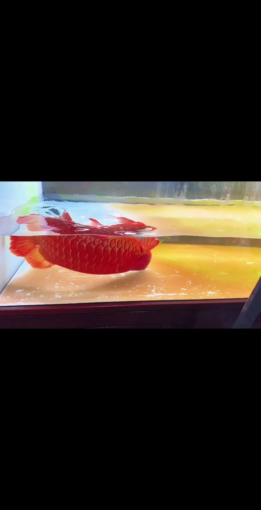 龍魚跳缸會摔死嗎圖片 龍魚百科 第22張 龍魚跳缸會摔死嗎圖片 龍魚跳缸會摔死嗎圖片 龍魚百科 第22張