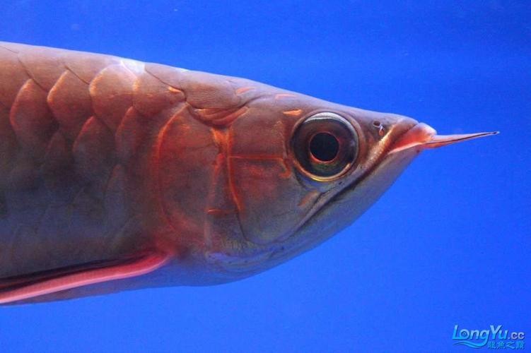 龍魚跳缸會摔死嗎圖片 龍魚百科 第6張 龍魚跳缸會摔死嗎圖片 龍魚跳缸會摔死嗎圖片 龍魚百科 第6張