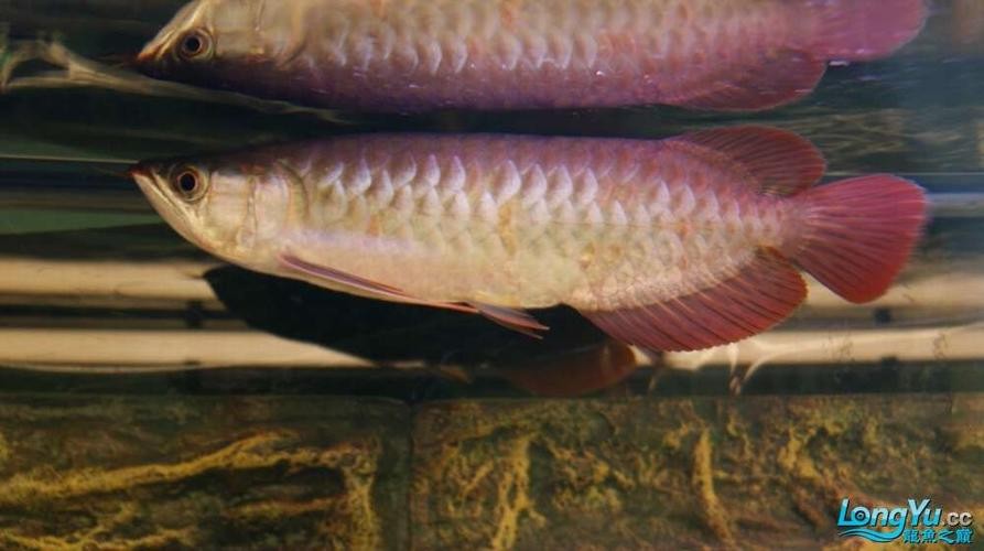 龍魚跳缸會摔死嗎圖片 龍魚百科 第14張 龍魚跳缸會摔死嗎圖片 龍魚跳缸會摔死嗎圖片 龍魚百科 第14張