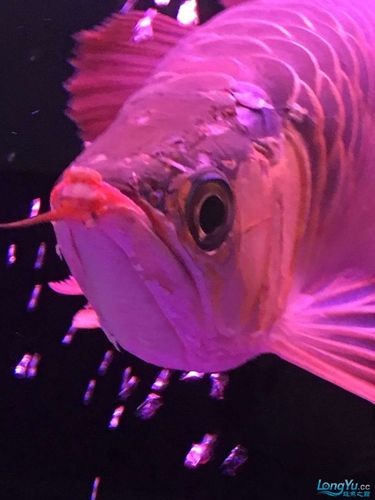 龍魚跳缸會摔死嗎圖片 龍魚百科 第20張 龍魚跳缸會摔死嗎圖片 龍魚跳缸會摔死嗎圖片 龍魚百科 第20張