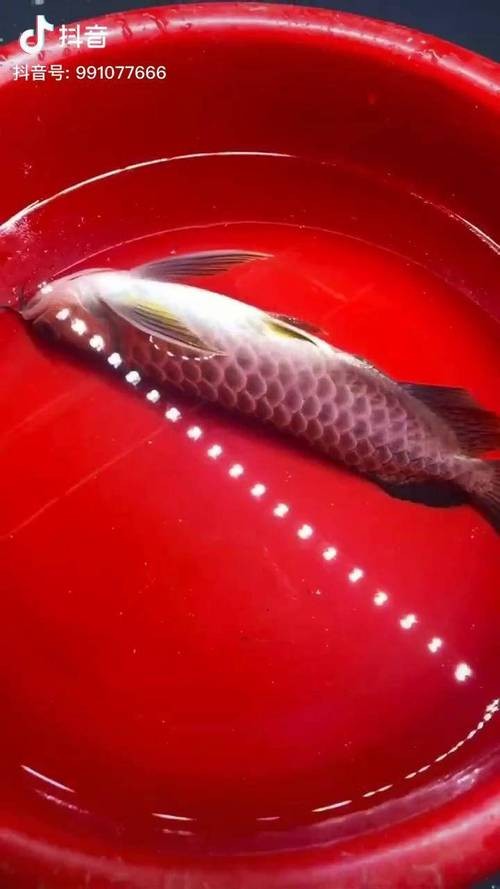 龍魚跳缸會摔死嗎圖片 龍魚百科 第1張 龍魚跳缸會摔死嗎圖片 龍魚跳缸會摔死嗎圖片 龍魚百科 第1張