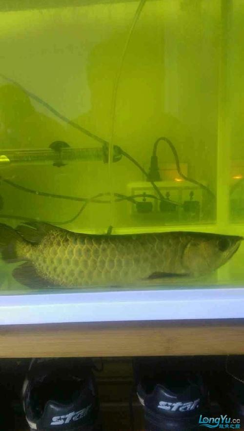 龍魚跳缸會摔死嗎圖片 龍魚百科 第8張 龍魚跳缸會摔死嗎圖片 龍魚跳缸會摔死嗎圖片 龍魚百科 第8張