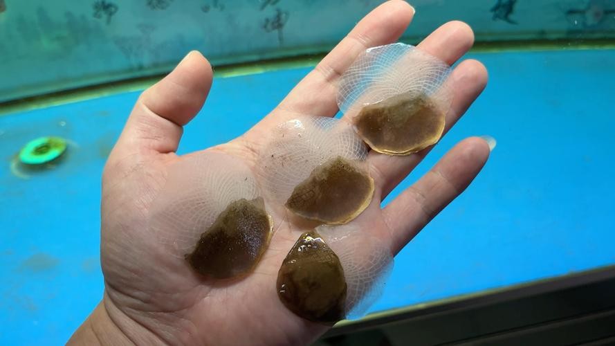 龍魚跳缸會摔死嗎圖片 龍魚百科 第3張 龍魚跳缸會摔死嗎圖片 龍魚跳缸會摔死嗎圖片 龍魚百科 第3張