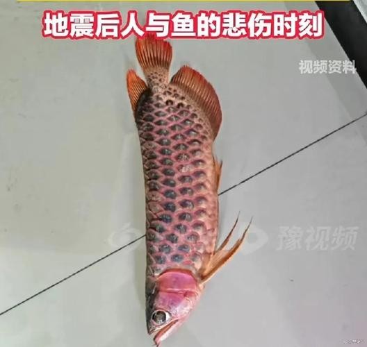 龍魚跳缸會摔死嗎圖片 龍魚百科 第15張 龍魚跳缸會摔死嗎圖片 龍魚跳缸會摔死嗎圖片 龍魚百科 第15張