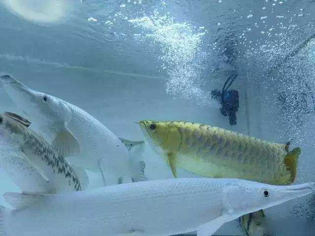 龍魚(yú)和什么魚(yú)混養(yǎng)最好看呢圖片