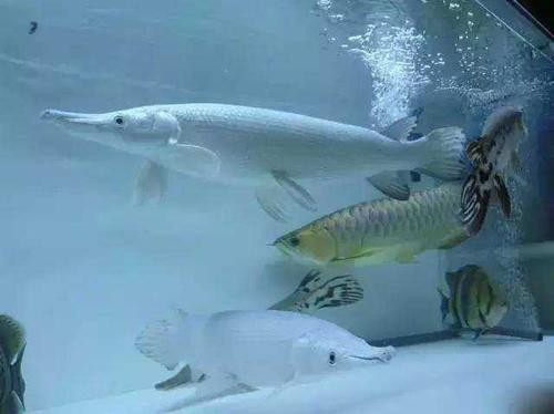 龍魚(yú)和什么魚(yú)混養(yǎng)最好看呢圖片