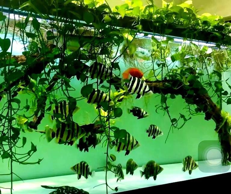 龍魚(yú)和什么魚(yú)混養(yǎng)最好看呢圖片