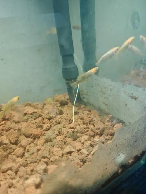 龍魚(yú)和什么魚(yú)混養(yǎng)最好看呢圖片