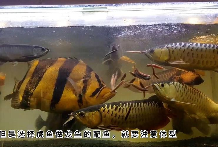 龍魚(yú)和什么魚(yú)混養(yǎng)最好看呢圖片
