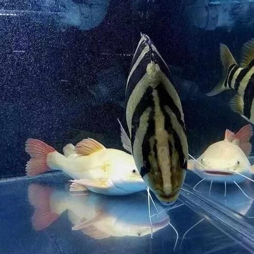 龍魚(yú)和什么魚(yú)混養(yǎng)最好看呢圖片