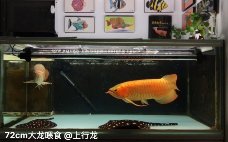 龍魚(yú)和什么魚(yú)混養(yǎng)最好看呢圖片