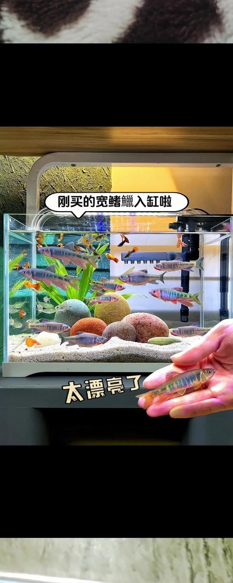 龍魚(yú)和什么魚(yú)混養(yǎng)最好看呢圖片