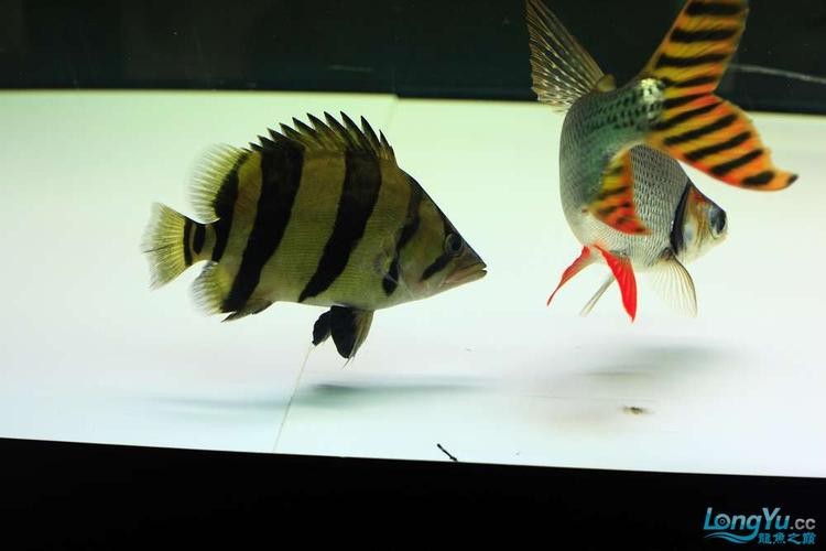 龍魚(yú)和什么魚(yú)混養(yǎng)最好看呢圖片