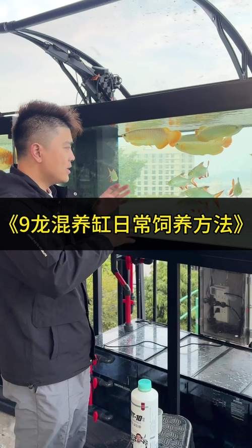 龍魚(yú)和什么魚(yú)混養(yǎng)最好看呢圖片