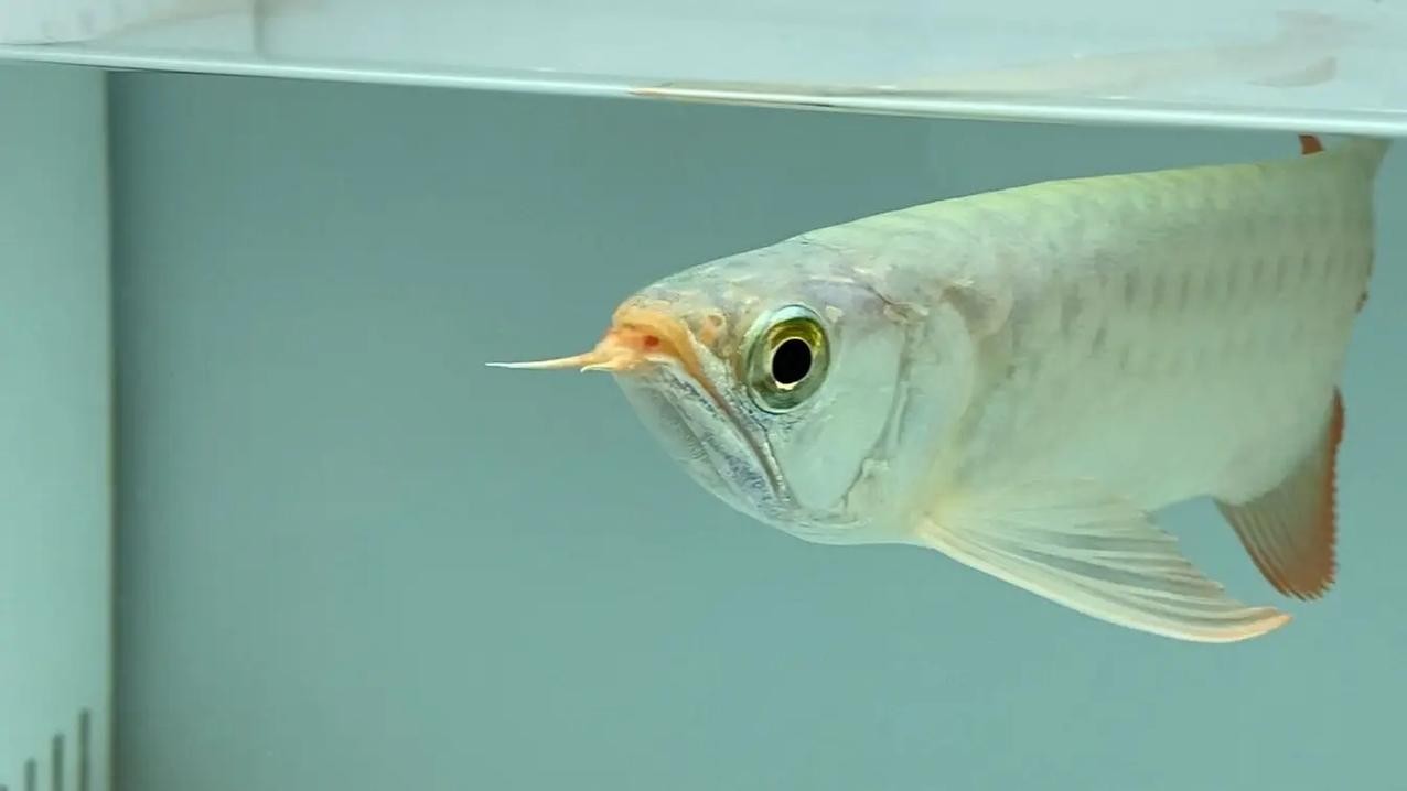 龍魚(yú)和什么魚(yú)混養(yǎng)最好看呢圖片