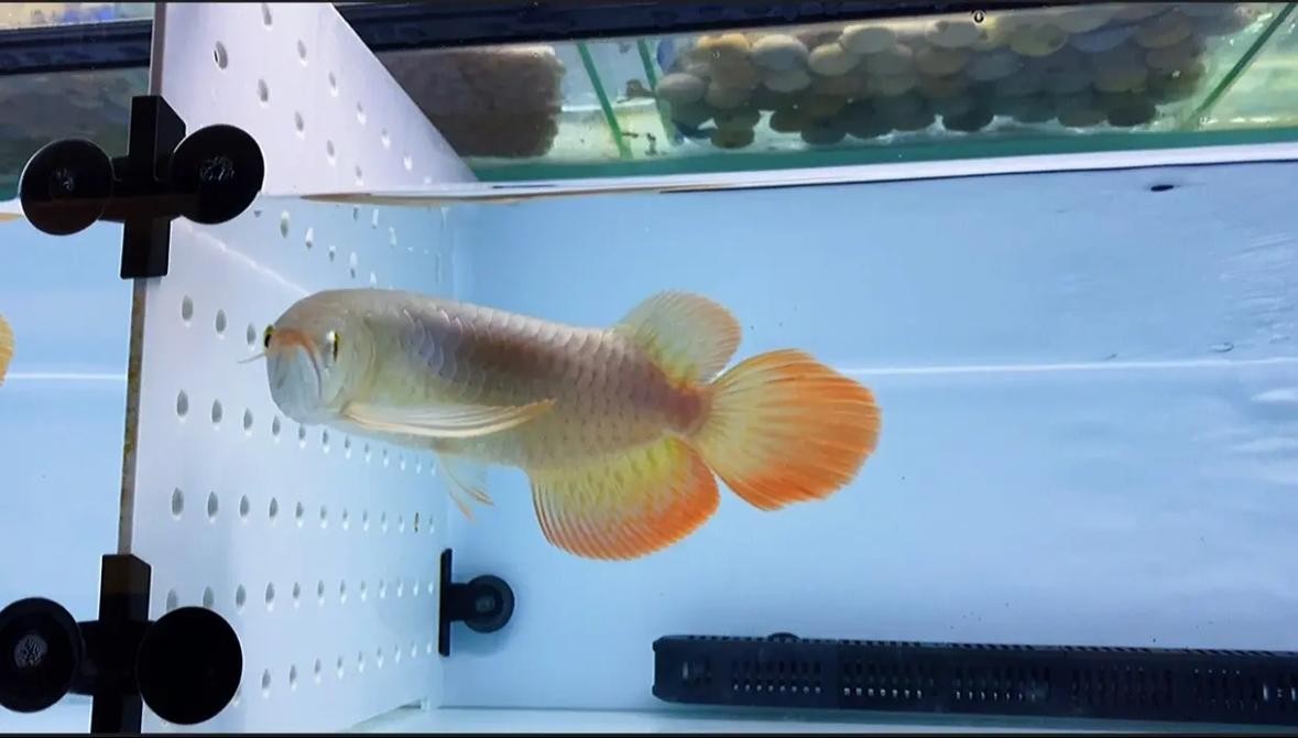 龍魚(yú)和什么魚(yú)混養(yǎng)最好看呢圖片