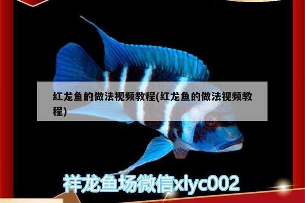 紅龍魚怎么吃框（紅龍魚的“吃框”并不是指紅龍魚的食用方法而是紅龍魚的食用方法）