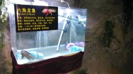 龍魚病癥與治療方法視頻教程下載：關于龍魚病癥與治療方法的視頻教程