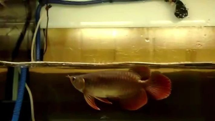 龍魚關刀鰭：龍魚與關刀魚混養的注意事項