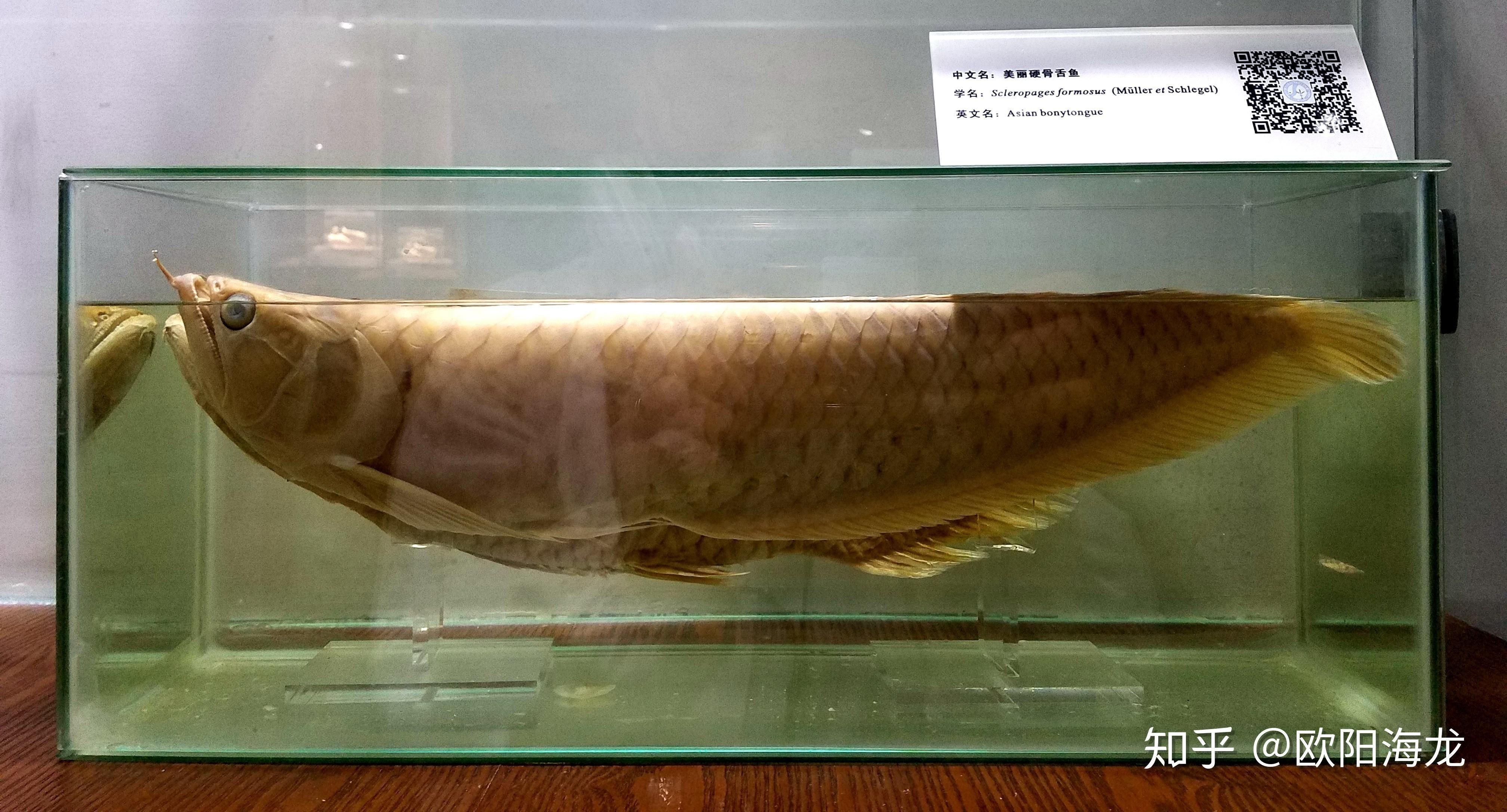 金龍魚 骨舌魚：美麗硬仆骨舌魚