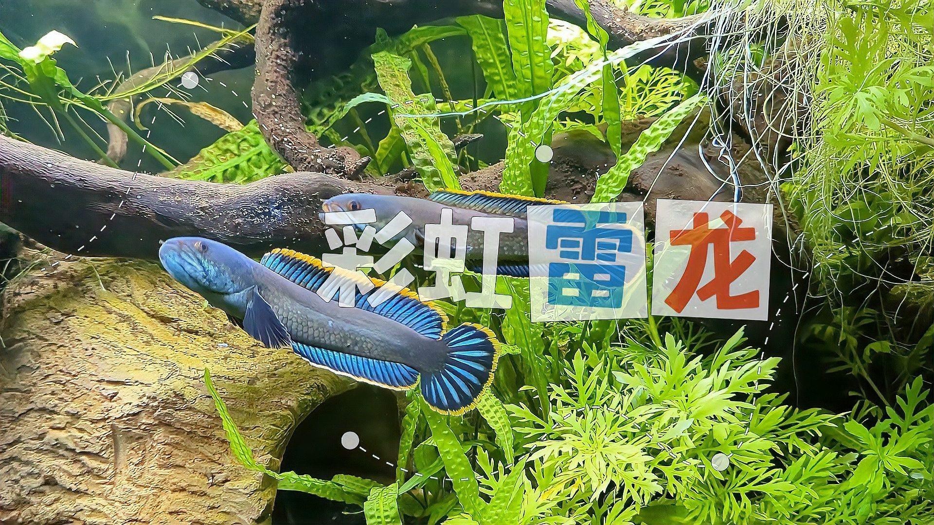 什么雷龍魚最便宜又好養(yǎng)活的