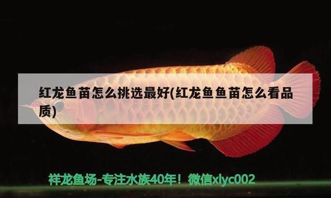 紅龍魚(yú)幼苗在哪里批發(fā)好一點(diǎn)（紅龍魚(yú)幼苗批發(fā)平臺(tái)）