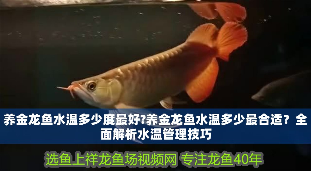 養(yǎng)金龍魚(yú)水溫多少度最好?養(yǎng)金龍魚(yú)水溫多少最合適？全面解析水溫管理技巧