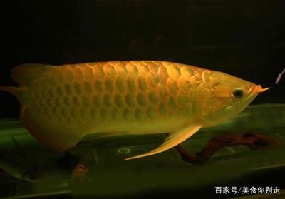 金龍魚中的極品魚有哪些，金龍魚中的極品魚
