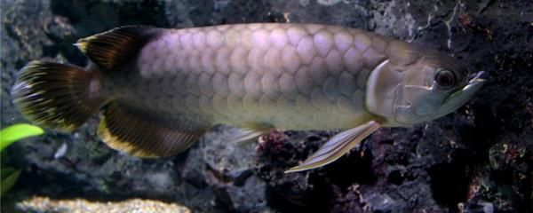 虎魚打龍魚嗎（虎魚與龍魚互動的詳細信息虎魚和龍魚互動的詳細信息）