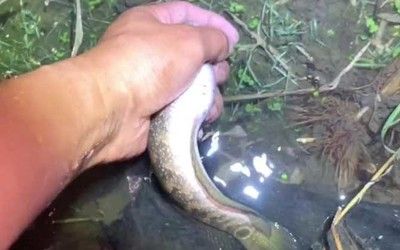 龍魚羅漢魚是咸水養(yǎng)嗎（龍魚和羅漢魚的飼養(yǎng)要求）