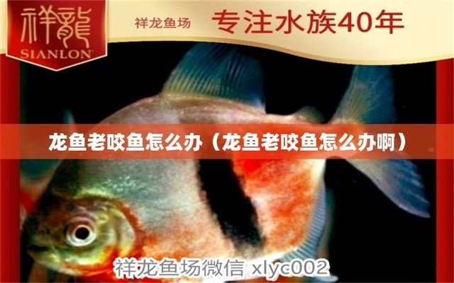 龍魚被咬傷多久能好啊：被龍魚咬傷并出血了怎么辦