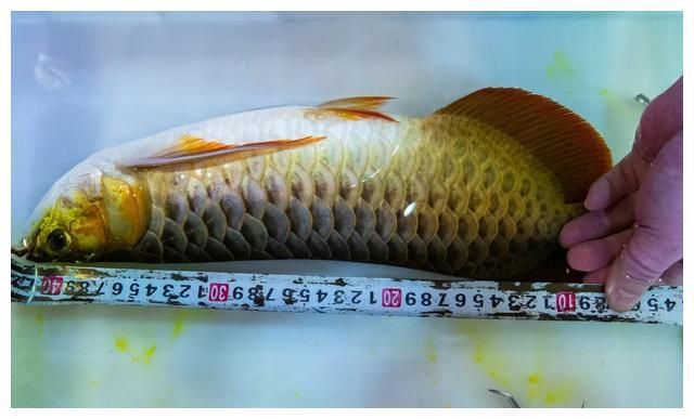 龍魚尺寸尾巴也算嗎，龍魚尺寸影響價值嗎,龍魚成長記錄方法