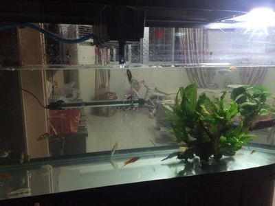 養曼龍魚是風水魚嗎（曼龍魚在風水學中有什么作用？）