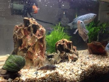 養曼龍魚是風水魚嗎（曼龍魚在風水學中有什么作用？）