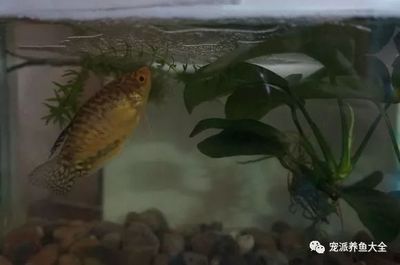 養曼龍魚是風水魚嗎（曼龍魚在風水學中有什么作用？）