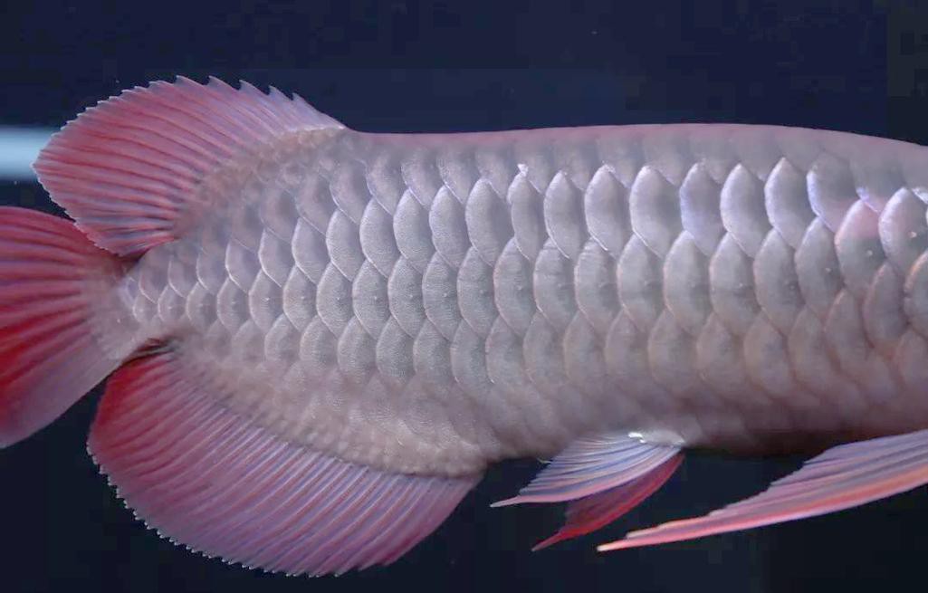粉色金龍魚圖片