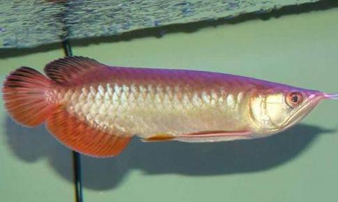 粉色金龍魚圖片